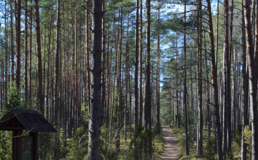 19_Labanoro girios pažintinis takas (2).jpg